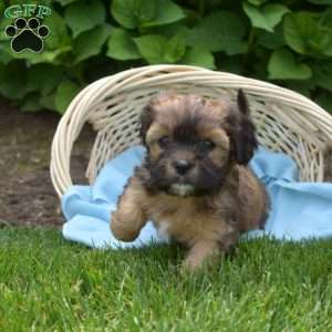 Latte, Cava-Tzu Puppy