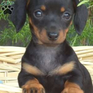 Latte, Dachshund Puppy