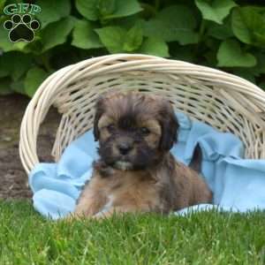 Latte, Cava-Tzu Puppy