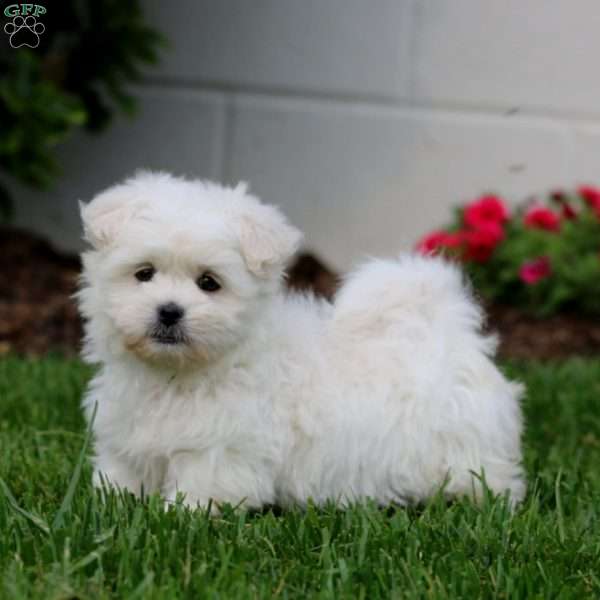 Laura, Teddy Bear Puppy