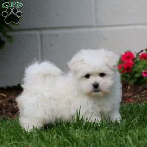 Laura, Teddy Bear Puppy