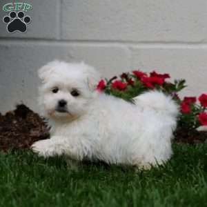 Laura, Teddy Bear Puppy