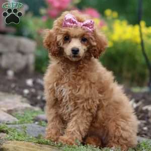 Leah, Miniature Poodle Puppy