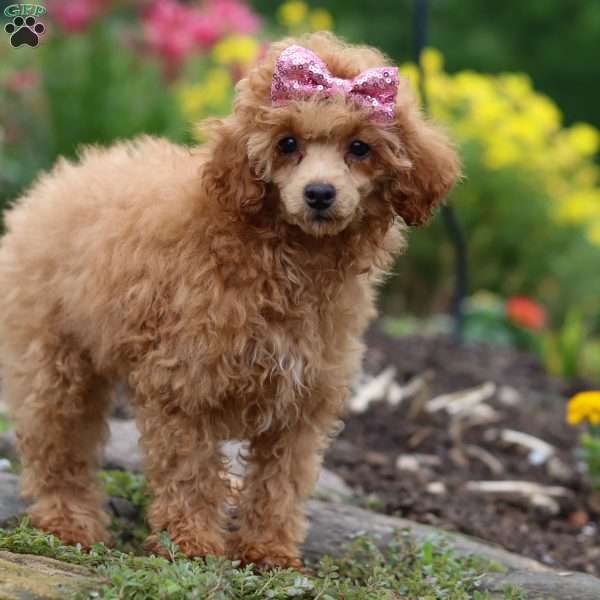 Leah, Miniature Poodle Puppy