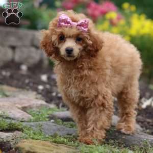 Leah, Miniature Poodle Puppy