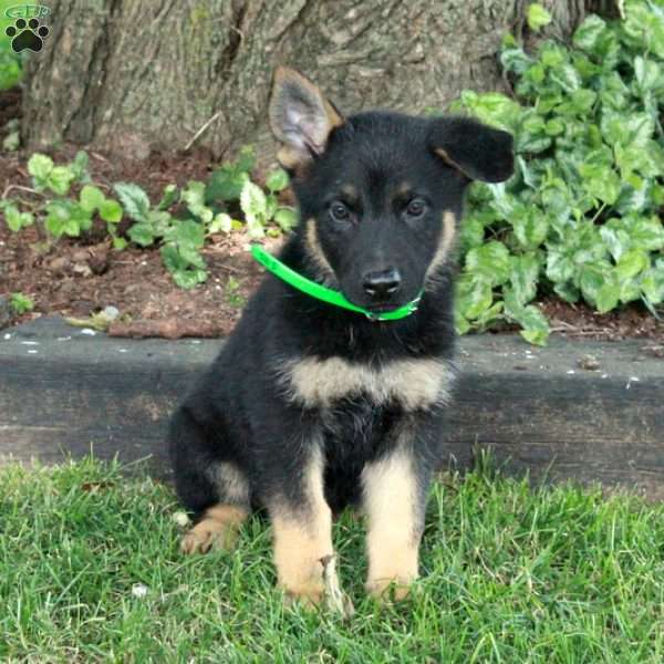 Leah, German Shepherd Puppy