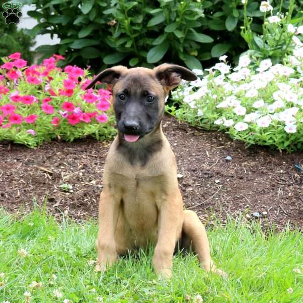 Leah, Belgian Malinois Puppy