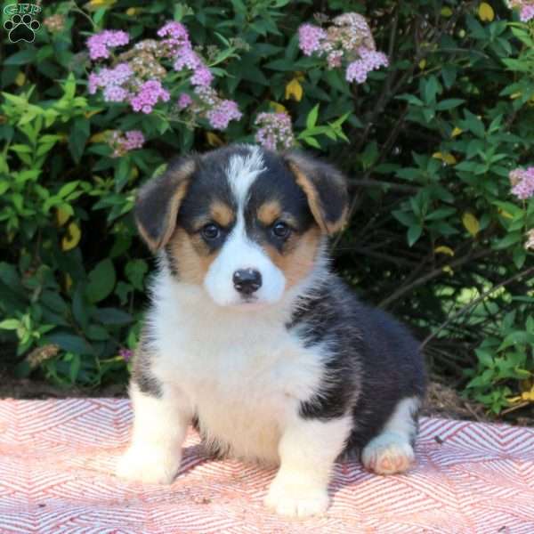 Leah, Pembroke Welsh Corgi Puppy