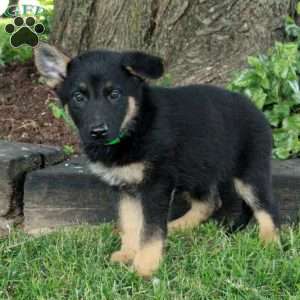 Leah, German Shepherd Puppy