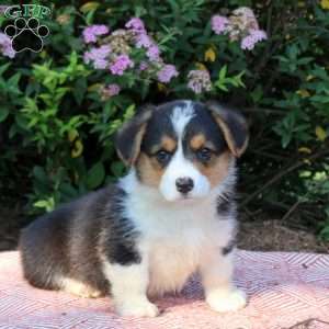Leah, Pembroke Welsh Corgi Puppy