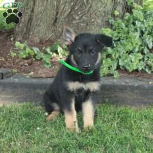 Leah, German Shepherd Puppy