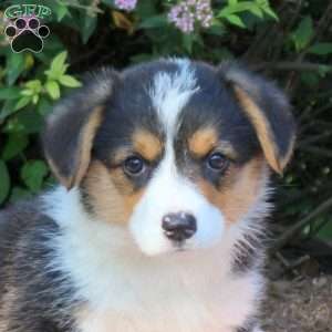 Leah, Pembroke Welsh Corgi Puppy