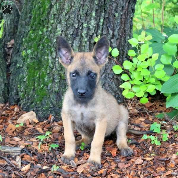Leah, Belgian Malinois Puppy