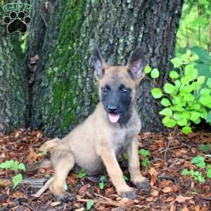 Leah, Belgian Malinois Puppy