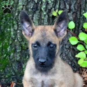 Leah, Belgian Malinois Puppy