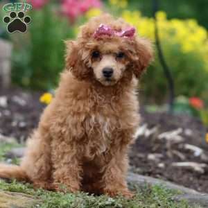 Leah, Miniature Poodle Puppy