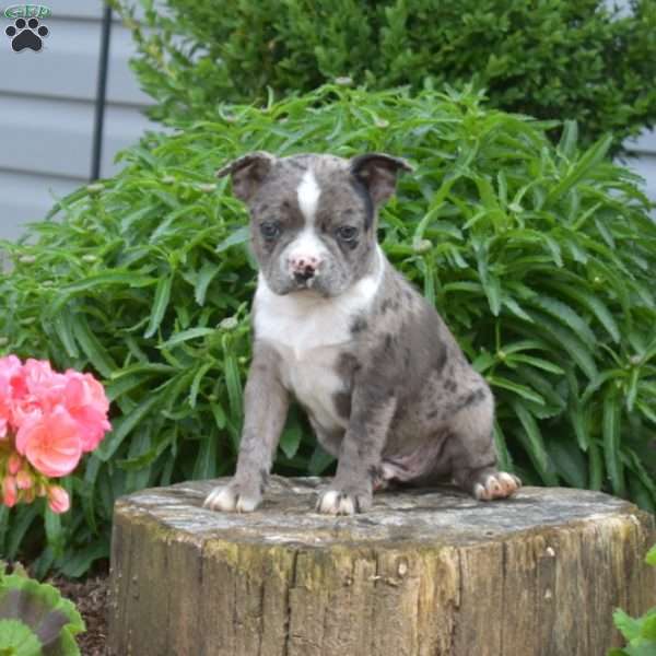 Legend, Boston Terrier Puppy