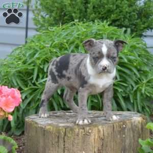 Legend, Boston Terrier Puppy