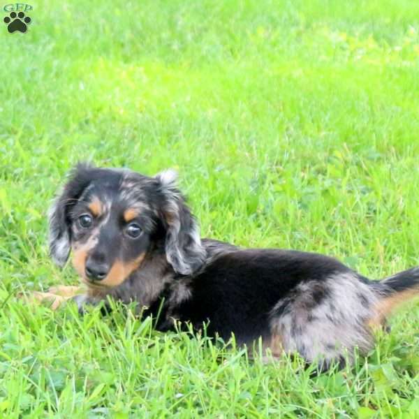Lenox, Dachshund Puppy