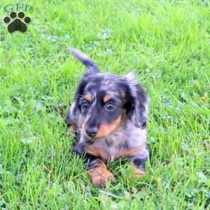 Lenox, Dachshund Puppy