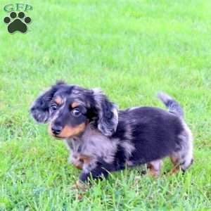 Lenox, Dachshund Puppy