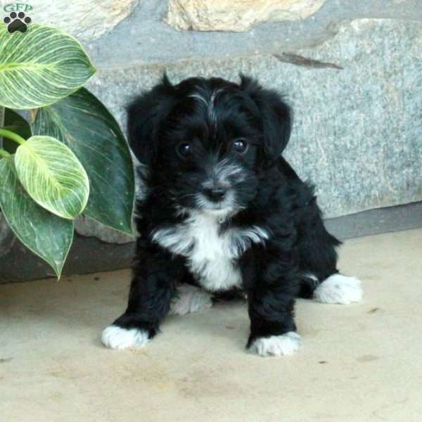 Leo, Yorkie Poo Puppy