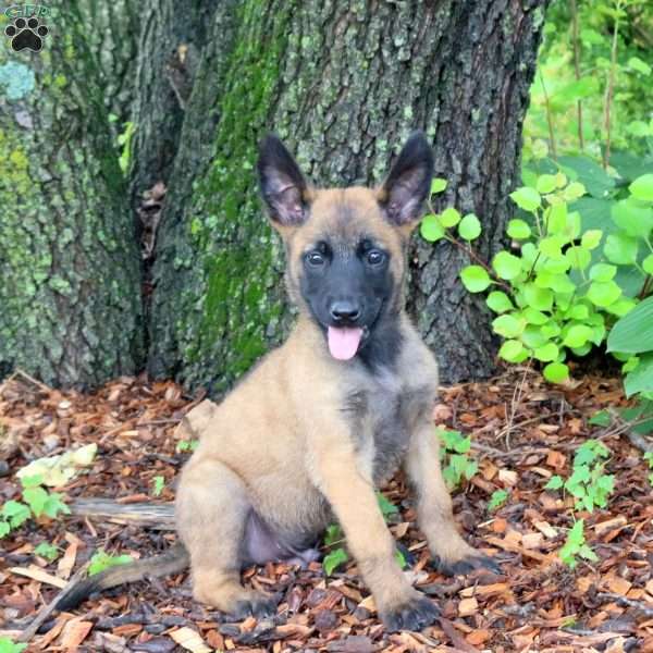Leo, Belgian Malinois Puppy