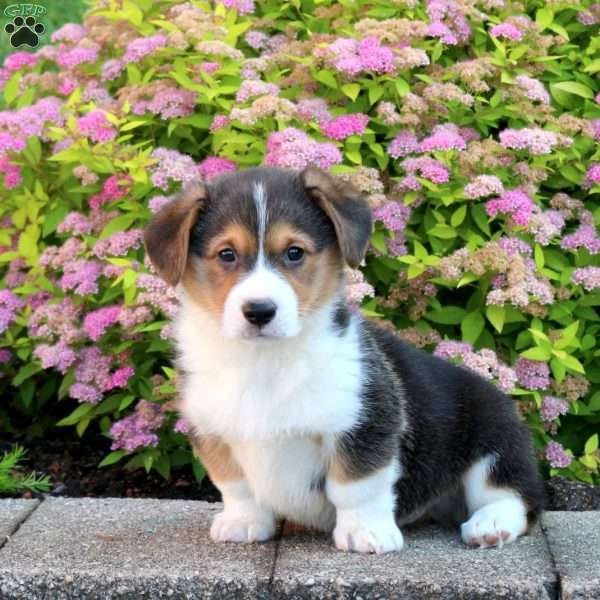 Leo, Pembroke Welsh Corgi Puppy