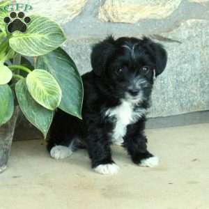 Leo, Yorkie Poo Puppy
