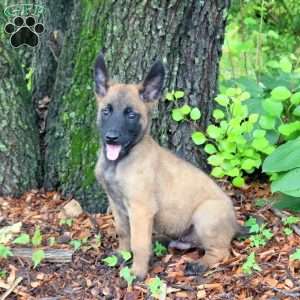 Leo, Belgian Malinois Puppy