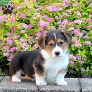 Leo, Pembroke Welsh Corgi Puppy
