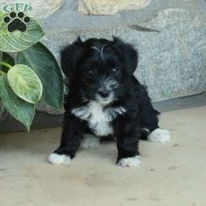 Leo, Yorkie Poo Puppy
