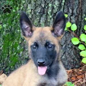 Leo, Belgian Malinois Puppy