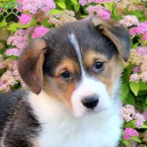Leo, Pembroke Welsh Corgi Puppy