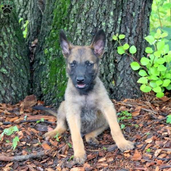 Leon, Belgian Malinois Puppy