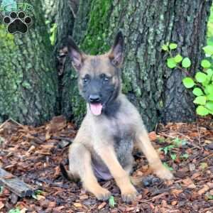 Leon, Belgian Malinois Puppy