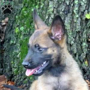 Leon, Belgian Malinois Puppy