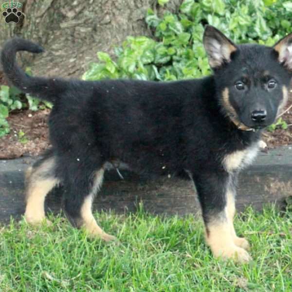 Leto, German Shepherd Puppy