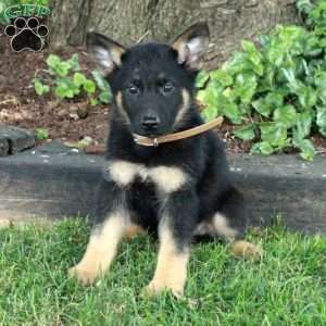 Leto, German Shepherd Puppy