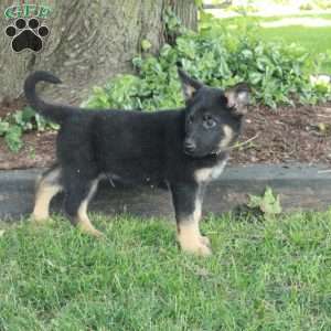 Leto, German Shepherd Puppy