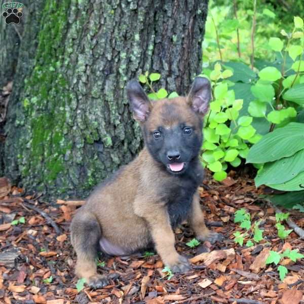 Levi, Belgian Malinois Puppy