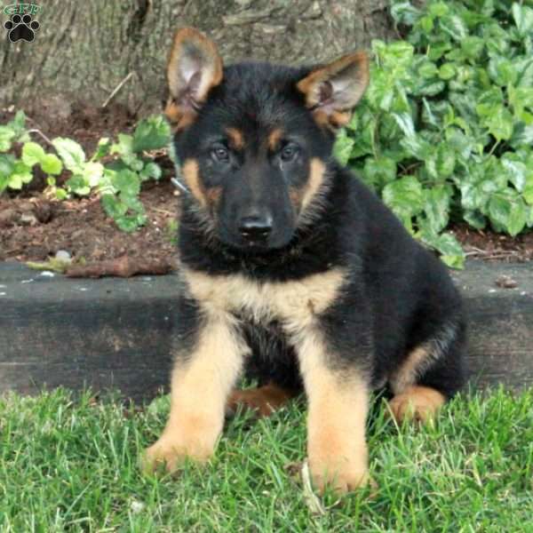 Levi, German Shepherd Puppy