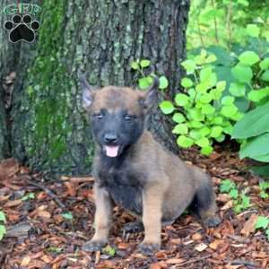 Levi, Belgian Malinois Puppy
