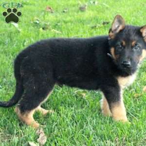 Levi, German Shepherd Puppy