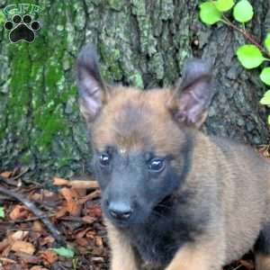 Levi, Belgian Malinois Puppy