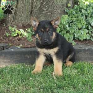 Levi, German Shepherd Puppy