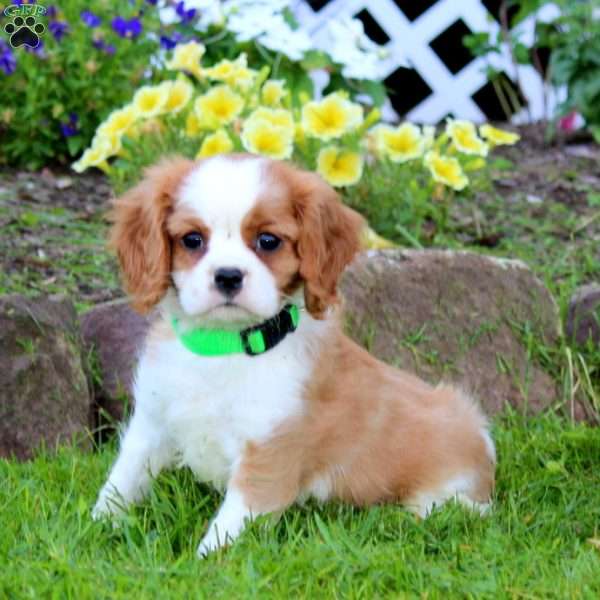 Levi, Cavalier King Charles Spaniel Puppy
