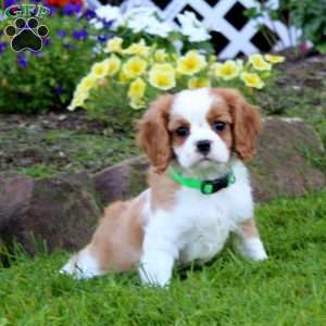 Levi, Cavalier King Charles Spaniel Puppy