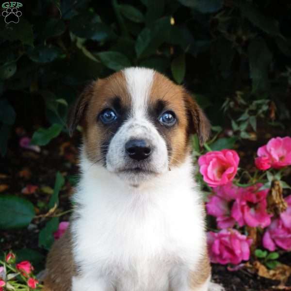 Levi, Welsh Corgi Mix Puppy