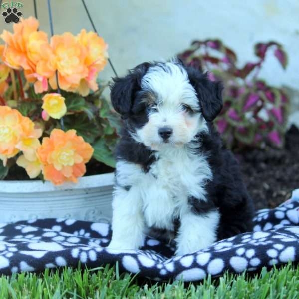 Lewis-Toy, Mini Aussiedoodle Puppy